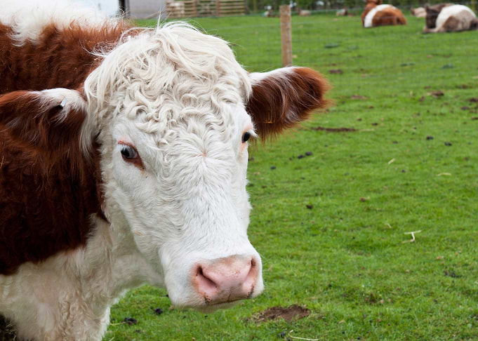 Cow
