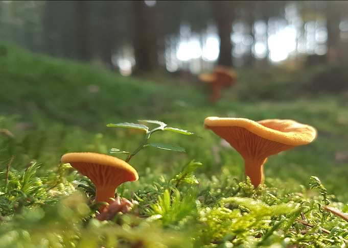 Chanterelles
