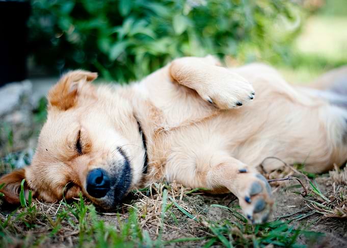 Cute Dog