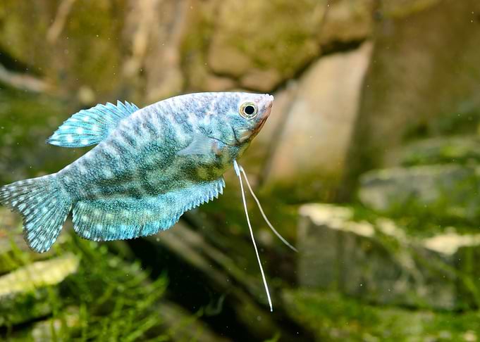 Tropical Fish Trichogaster