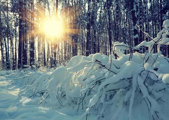 Sunrise In The Winter Fore