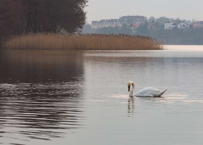 Lake Landscape With Swimmi