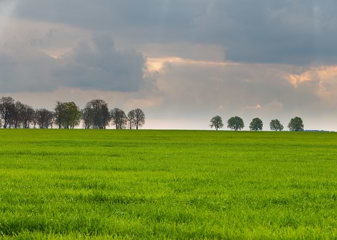 Young Green Cereal Field