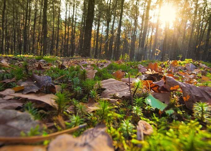 Pine Forest In Autumn