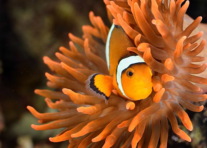 Clownfish In Marine Aquari