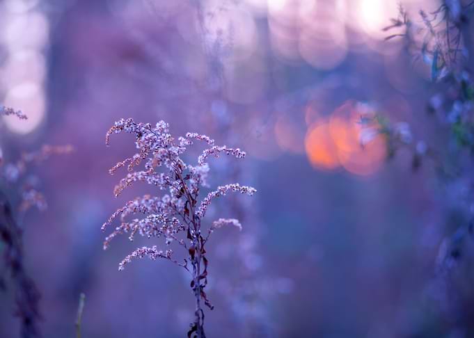 Autumn Landscape At Purple