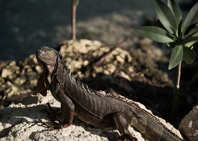 dragon lizard