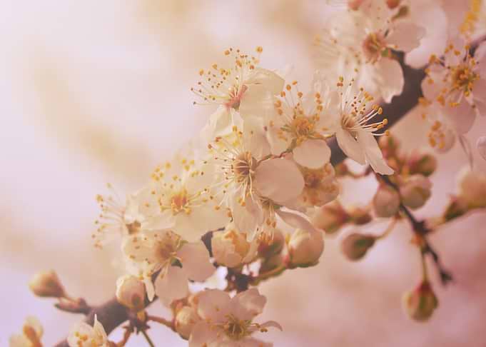 Cherry in bloom