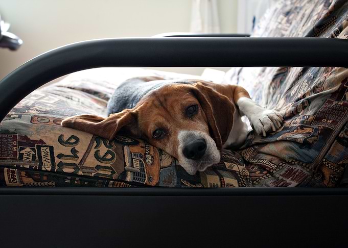 Lazy Beagle Dog Resting