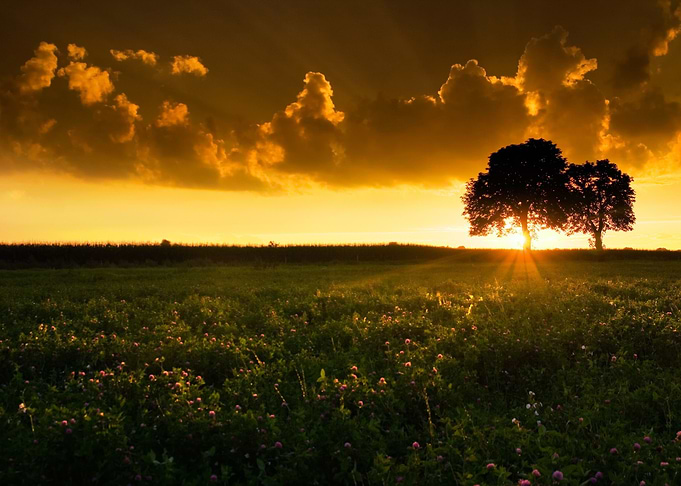 Trees And Sunset On Field