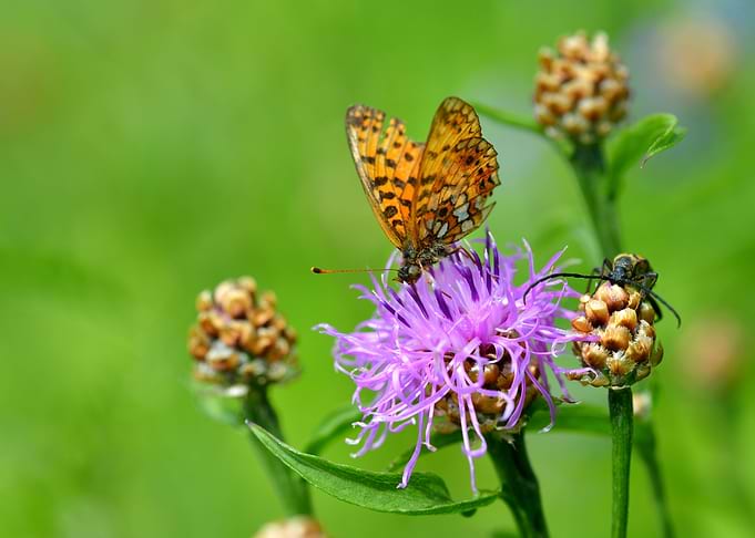 A Bug And A Butterfly Feed