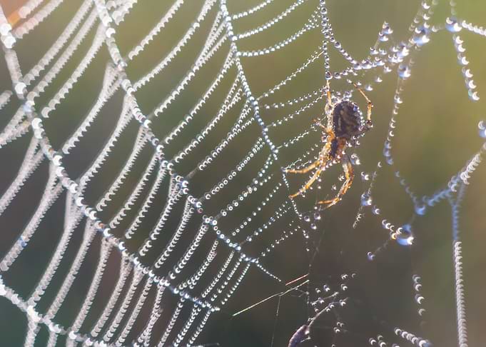 Spider On Web