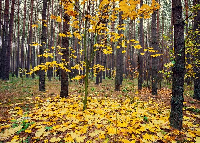Autumn Forest