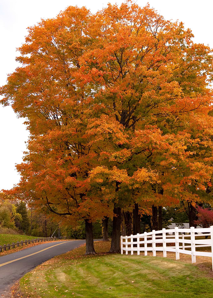 Vibrant Fall Foliage Maple