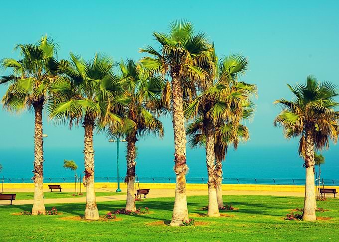 Palm Trees On The Embankme
