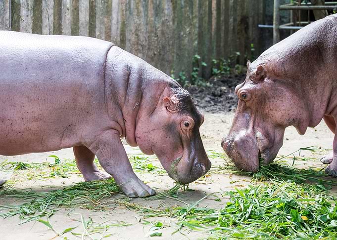 Hippopotamus