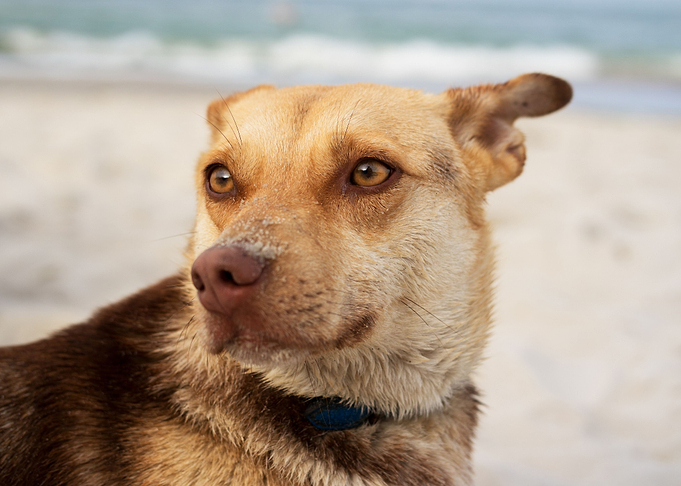 Portrait Of A Brown Dog On