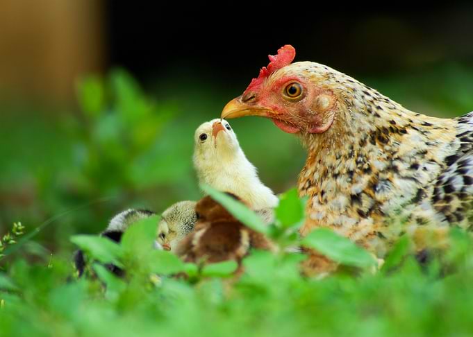 Closeup Of A Mother Chicke