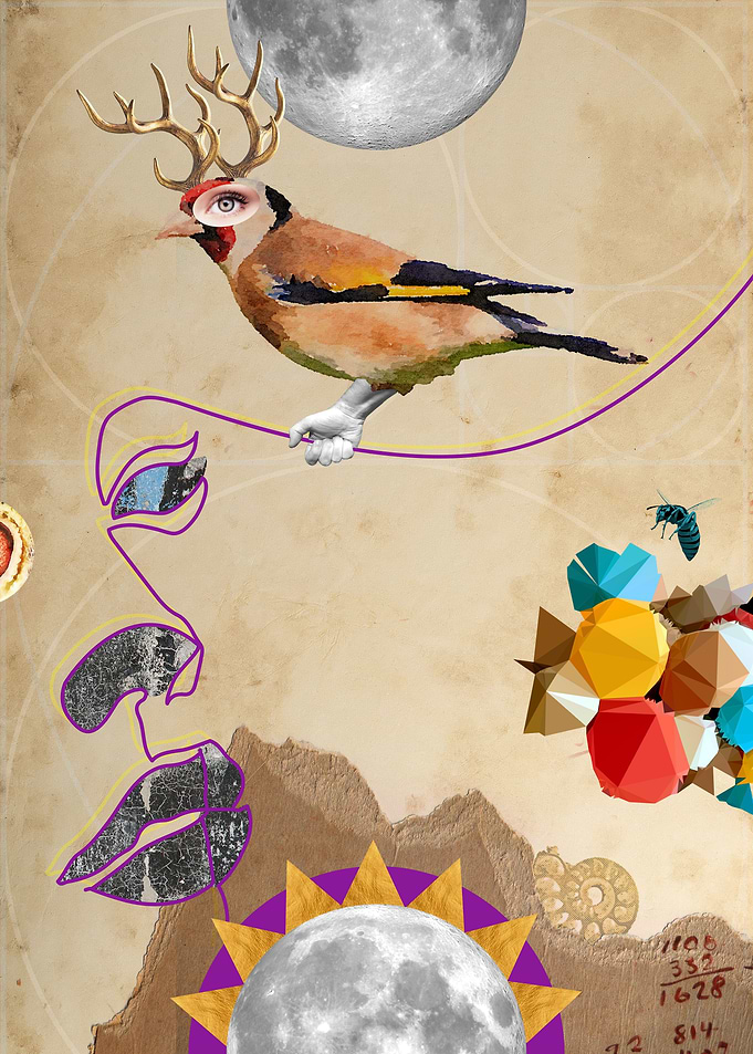Fibonacci Bird