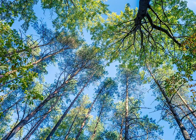 Autumnal Forest From Below