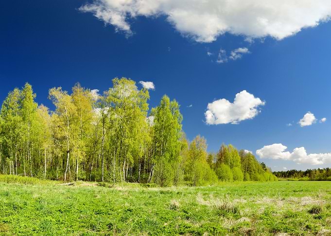 Classical Meadow And Fores
