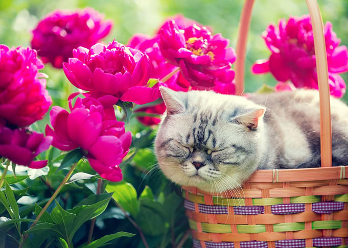 A Cute Cat Sleeping In A B