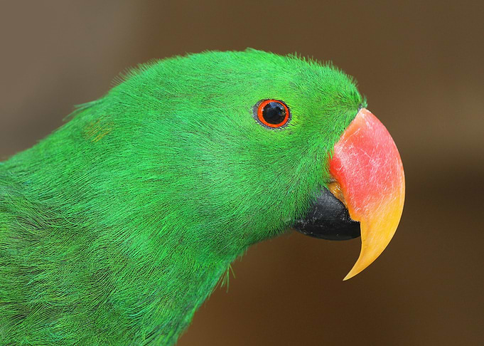 Parrot