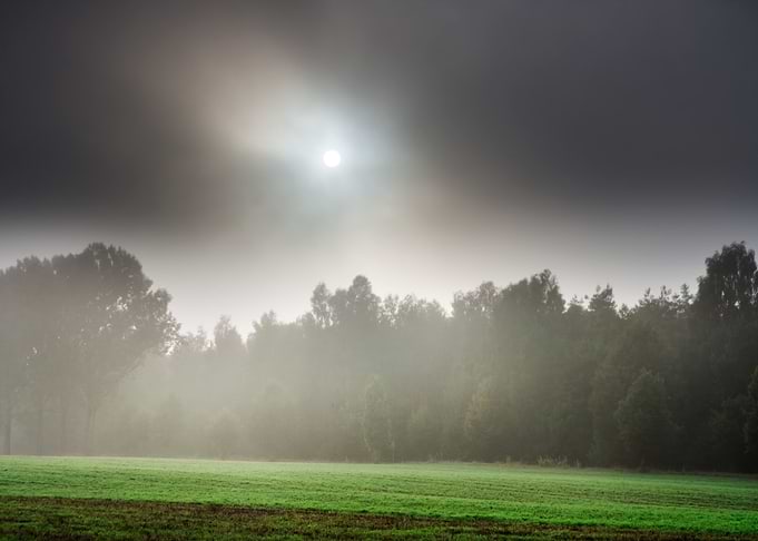 Young Cereal Field