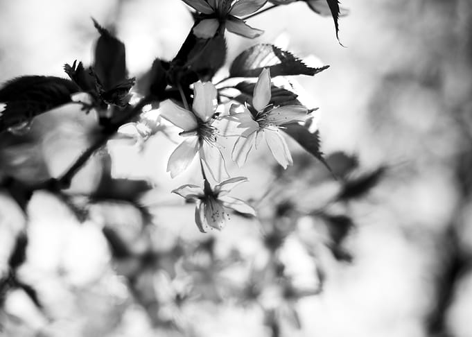 Cherry Blossoms II