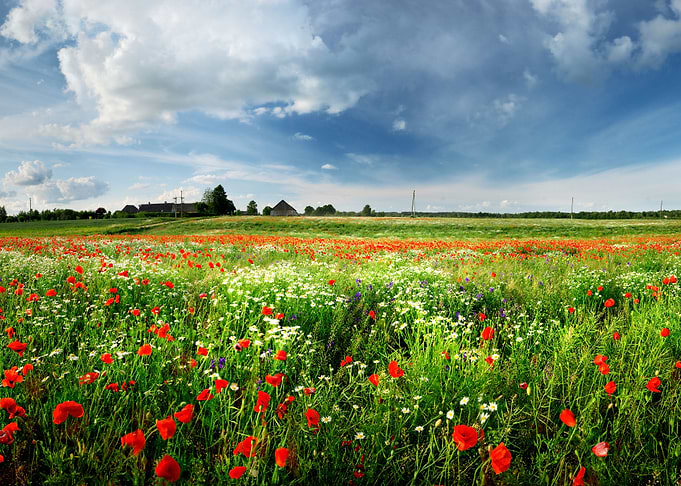 A Poppy Field And A Countr