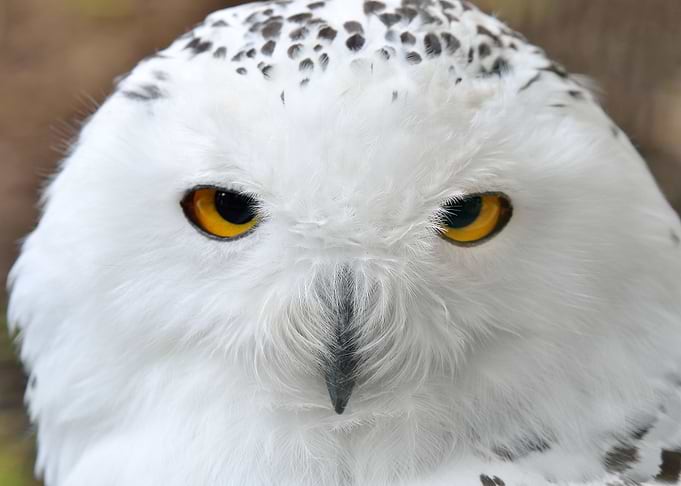 White Polar Owl Sitting On