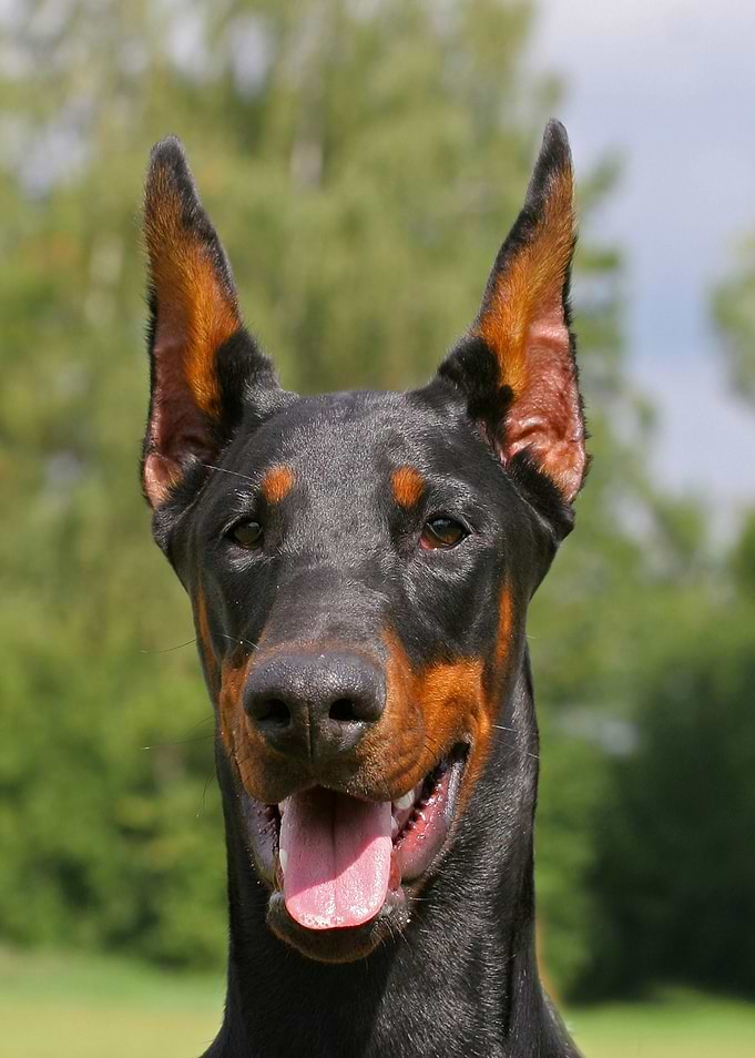 Dogs Portrate
