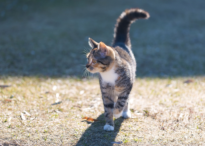 Young Cat Playing Outdoor