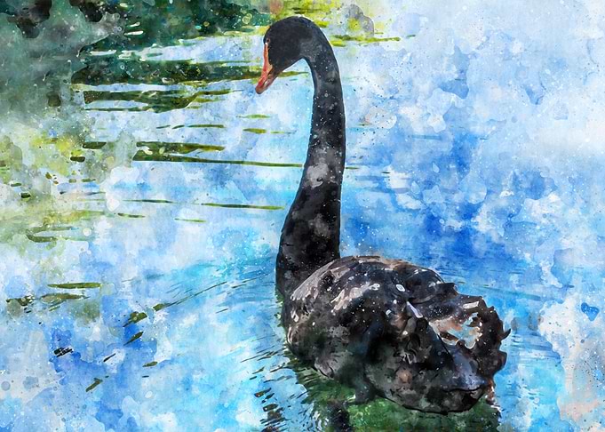 Black Swan