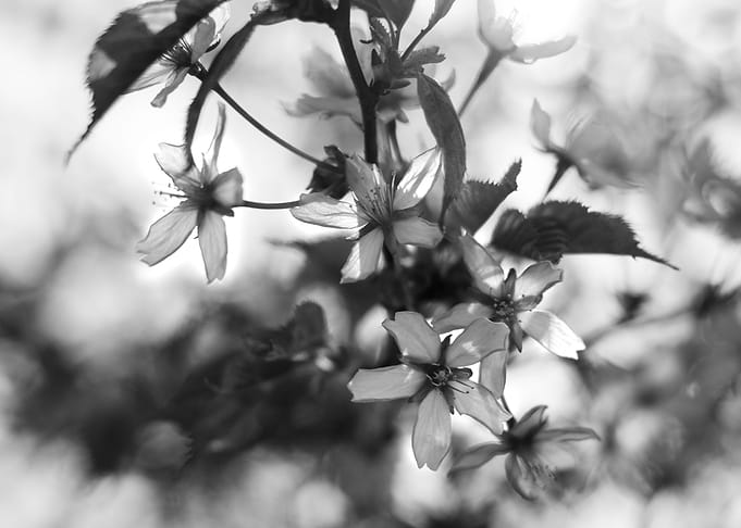 Cherry Blossoms IV