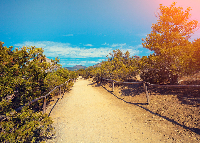 Dirt Road In The Park
