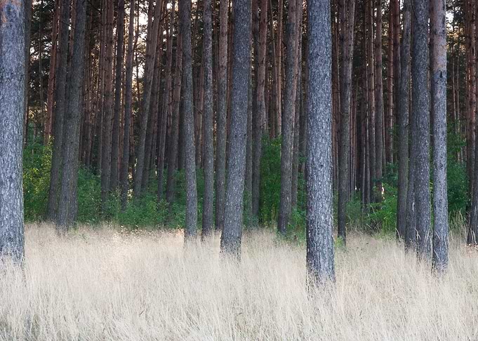 Grassy Pine Forest
