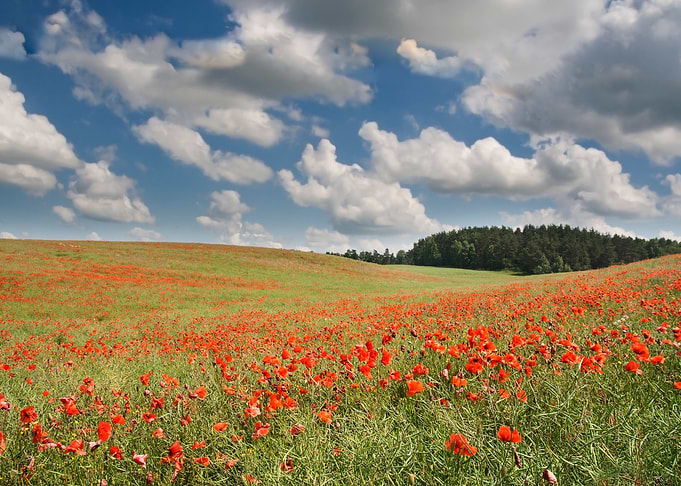 Red PoppyS Field Under Blu