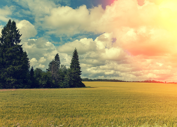 Rural Landscape Field With