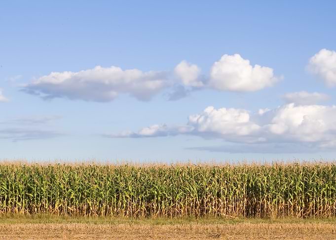 American Farmland With Blu