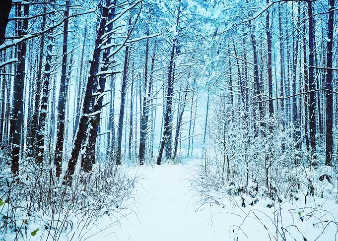 Pine Forest In Winter