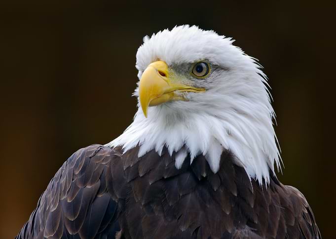 Bald Eagle Haliaeetus Leuc
