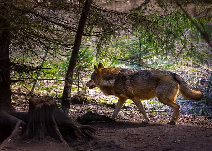 Gray Wolf In Forest