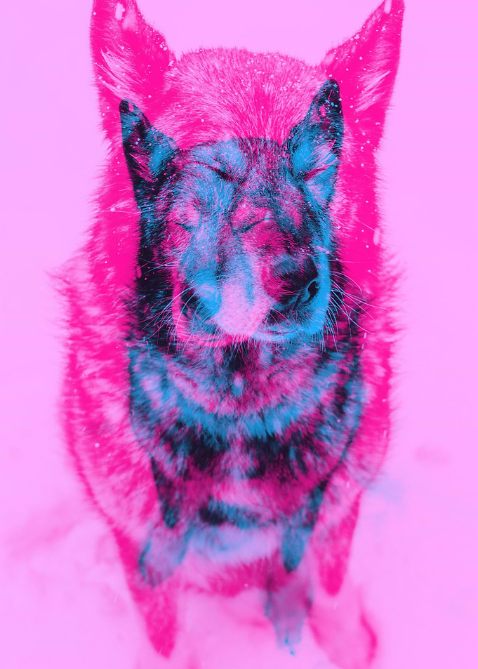 Pinkie Wolfie