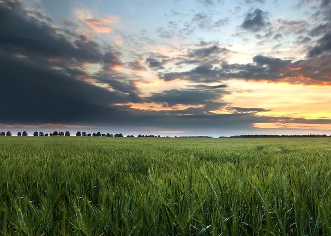Young Cereal Field