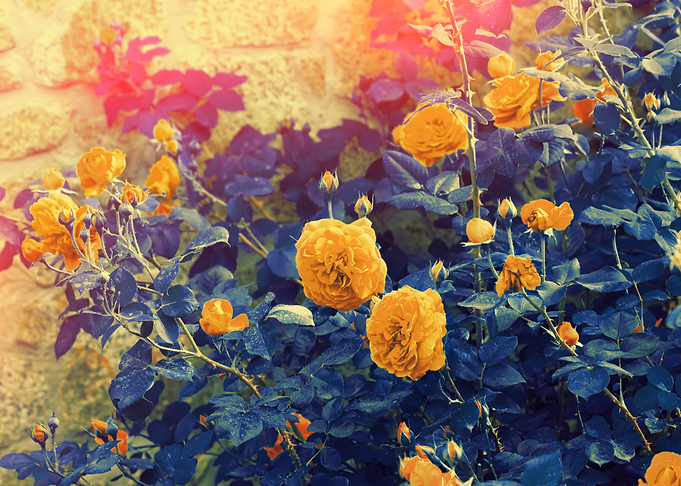 BlueYellow Vintage Roses B