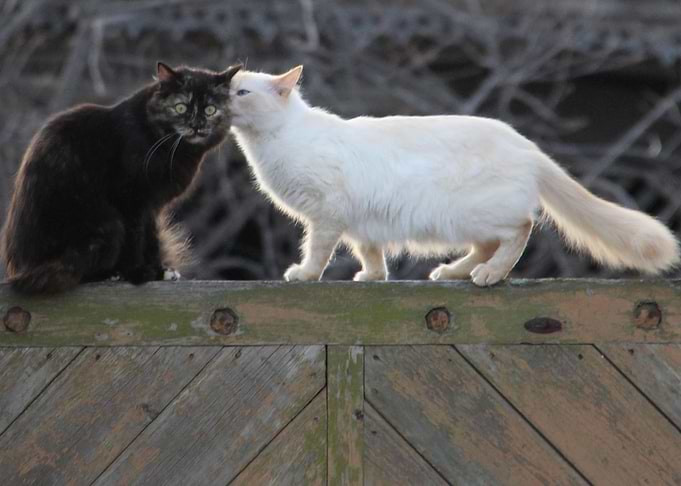 Spring Games Pet Cats