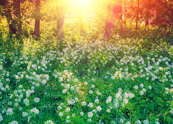 Flowers On The Forest Edge