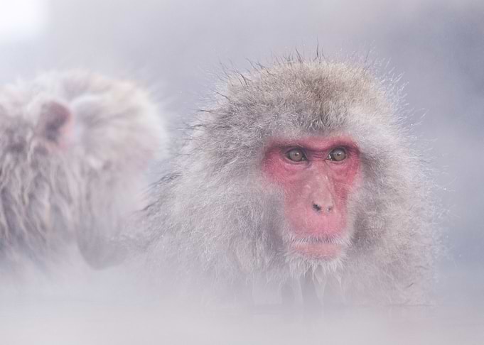 Jigokudani Snow Monkey Bat