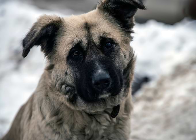 Dog